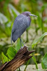 Little Blue Heron, Corkscrew Swamp Sanctuary, Florida | Obraz na stenu