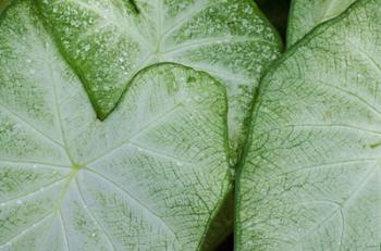 Caladium Leaves | Obraz na stenu