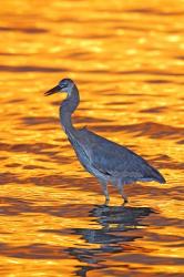 Great Blue Heron in Golden Water at Sunset | Obraz na stenu