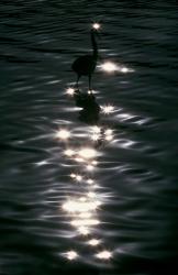 Great Blue Heron Wades in Water, Placido, Florida | Obraz na stenu