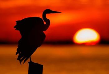 Silhouette of Great Blue Heron Stretching Wings at Sunset | Obraz na stenu