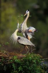 Great Blue Herons in Courtship Display | Obraz na stenu