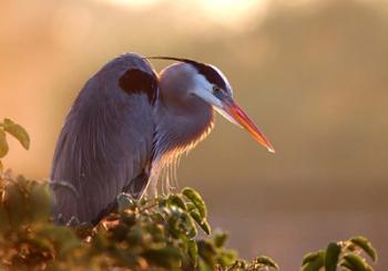 Great Blue Heron Perches on a Tree at Sunrise in the Wetlands | Obraz na stenu