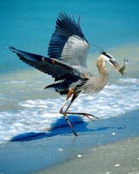 Florida Captiva Island Great Blue Heron bird | Obraz na stenu