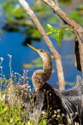 Anhinga In Everglades NP, Florida | Obraz na stenu