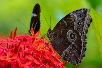 Blue Morpho Butterfly On A Flower | Obraz na stenu