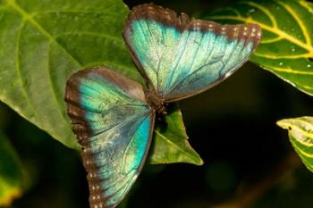Blue Morpho Butterfly On A Leaf | Obraz na stenu