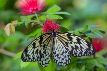 Rice Paper Butterfly | Obraz na stenu