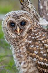 Fledgling Barred Owl In Everglades National Park, Florida | Obraz na stenu