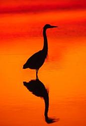 Great Blue Heron Fishing at Sunset | Obraz na stenu