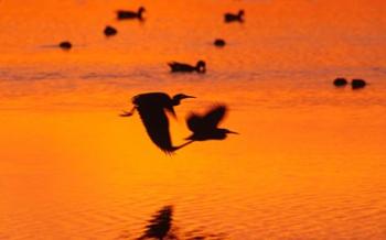 Great Blue Herons Flying at Sunset | Obraz na stenu