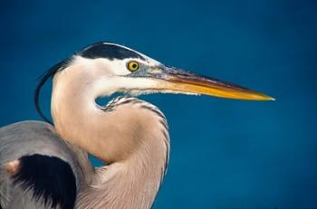 Great Blue Heron, Sanibel Island | Obraz na stenu