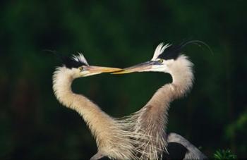 Great Blue Heron Pair, Venice, Florida | Obraz na stenu