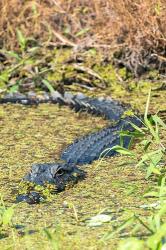 Alligator In St John River | Obraz na stenu