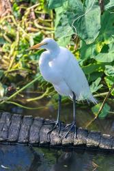 Egret On An Alligator'a Tail | Obraz na stenu