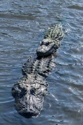 Stacking Alligators | Obraz na stenu