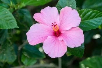 Single Pink Hibiscus | Obraz na stenu