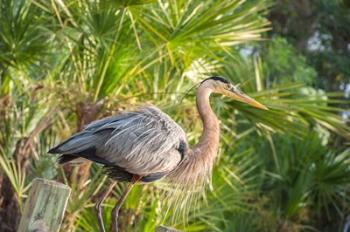 Great Blue Heron at Gatorland | Obraz na stenu