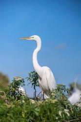 Florida Orlando Great Blue Heron | Obraz na stenu