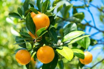 Florida Orange Tree | Obraz na stenu