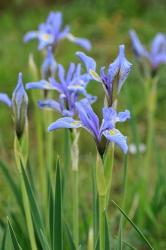 Rocky Mountain Iris | Obraz na stenu
