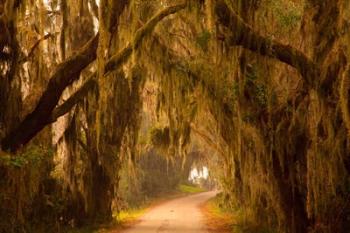 Savannah Wildlife Refuge, Georgia | Obraz na stenu