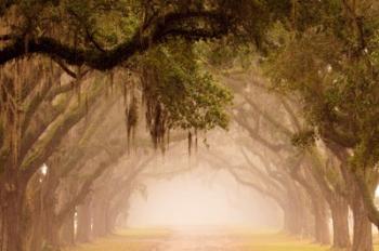 Georgia, Savannah, Wormsloe Plantation Drive In The Early Morning Fog | Obraz na stenu