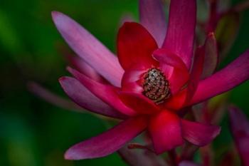 Hawaiian Wildflower Protea | Obraz na stenu