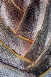 Fan Detail Of Travelers Palm Tree, Maui, Hawaii | Obraz na stenu