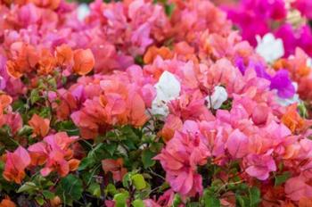 Bougainvillea Flowering, Kihei, Maui, Hawaii | Obraz na stenu