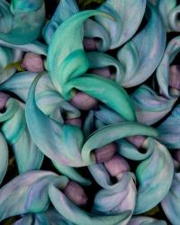 Grouping Flowers Of The Jade Vine, Maui, Hawaii | Obraz na stenu