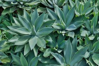 Agave Kula Botanical Gardens, Upcountry, Maui, Hawaii | Obraz na stenu