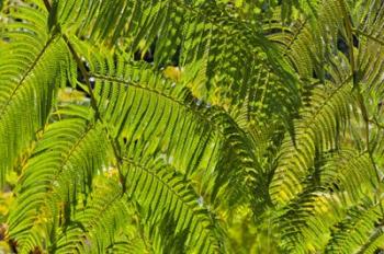 Kula Botanical Gardens, Upcountry, Maui, Hawaii | Obraz na stenu