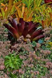 Bromeliad Planting On Hillside, Upcountry, Maui, Hawaii | Obraz na stenu