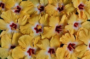 Yellow Hibiscus Flower Grouping, Maui, Hawaii | Obraz na stenu