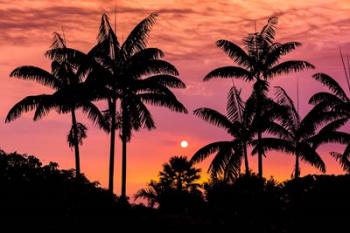 Sunset Through Silhouetted Palm Trees, Kona Coast, Hawaii | Obraz na stenu