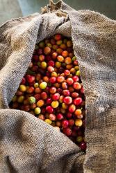 Harvested Coffee Cherries In A Burlap Sack, Hawaii | Obraz na stenu
