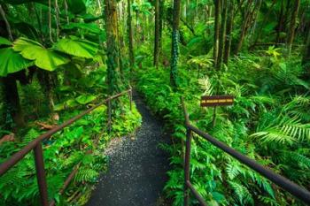 Boulder Creek Trail, Hawaii | Obraz na stenu