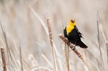 Idaho, Market Lake Wildlife Management Area, Yellow-Headed Blackbird On Cattail | Obraz na stenu