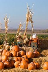 Pumpkin, hay bales, scarecrows, Fruitland, Idaho | Obraz na stenu