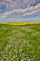 Large Field Of Canola On The Washington State And Idaho Border Near Estes, Idaho | Obraz na stenu