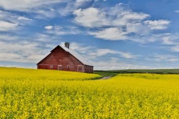 Red Barn In Canola Field Near Genesee, Idaho, | Obraz na stenu