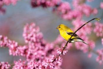 American Goldfinch In Eastern Redbud, Marion, IL | Obraz na stenu