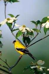 American Goldfinch In A Dogwood Tree, Marion, IL | Obraz na stenu