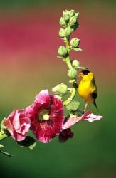 American Goldfinch On Hollyhock, Marion, IL | Obraz na stenu