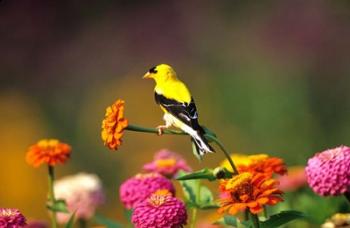 American Goldfinch On Zinnias, Marion, IL | Obraz na stenu