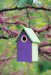 Bird House In Eastern Redbud, Marion, IL | Obraz na stenu