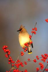 Cedar Waxwing In Common Winterberry, Marion, IL | Obraz na stenu