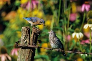 Eastern Bluebird Feeding Fledgling On Fence | Obraz na stenu