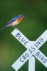 Eastern Bluebird On Crossing Sign, Marion, IL | Obraz na stenu